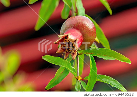 close up pomegranate flowers and green leaves in nature close up pomegranate flowers and green leaves in nature 69446538