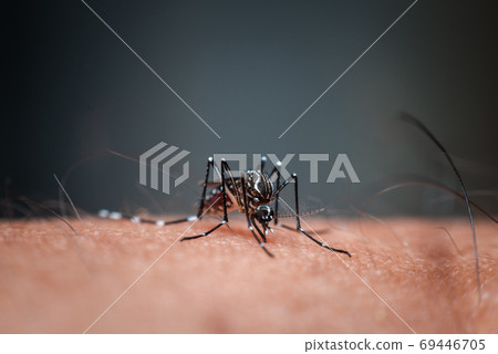 Macro of mosquito (Aedes aegypti) sucking blood 69446705