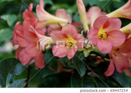 Tropical plants Malaysian rhododendron Tropical plants Malaysian rhododendron 69447254