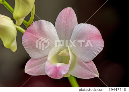 pink orchid in the garden pink orchid in the garden 69447548