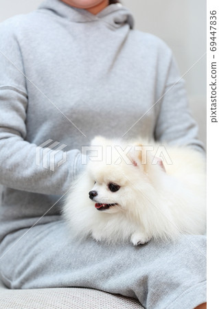 女人坐在沙發上,抱著一個博美犬男孩 女人坐在沙發上,抱著一個博美犬男孩 69447836
