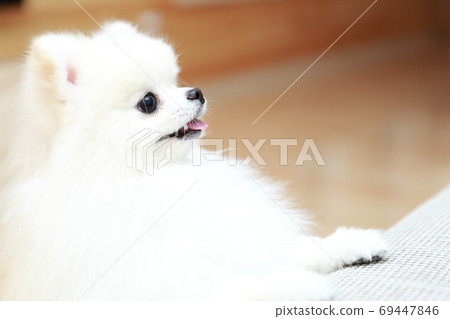 Pomeranian boy jumping on the sofa 69447846