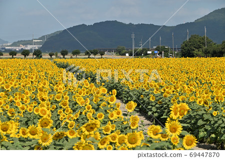 Sunflowers at Kasaoka Bay Farm, Kasaoka City, Okayama Prefecture Sunflowers at Kasaoka Bay Farm, Kasaoka City, Okayama Prefecture 69447870