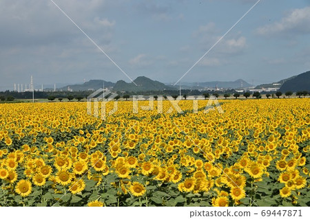 Sunflowers at Kasaoka Bay Farm, Kasaoka City, Okayama Prefecture 69447871