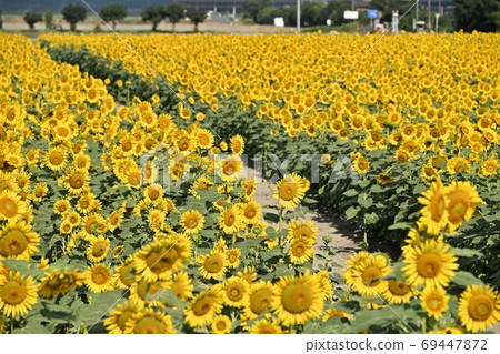 岡山縣Ka岡市Ka岡灣農場的向日葵 岡山縣Ka岡市Ka岡灣農場的向日葵 69447872