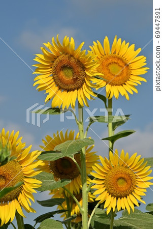 岡山縣Kasaoka市Kasaoka灣農場的向日葵（特寫） 69447891
