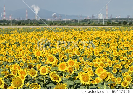 Sunflowers at Kasaoka Bay Farm, Kasaoka City, Okayama Prefecture Sunflowers at Kasaoka Bay Farm, Kasaoka City, Okayama Prefecture 69447906