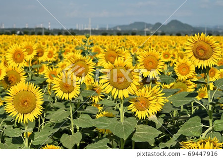 Sunflowers at Kasaoka Bay Farm, Kasaoka City, Okayama Prefecture Sunflowers at Kasaoka Bay Farm, Kasaoka City, Okayama Prefecture 69447916