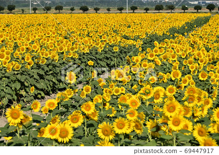 Sunflowers at Kasaoka Bay Farm, Kasaoka City, Okayama Prefecture 69447917