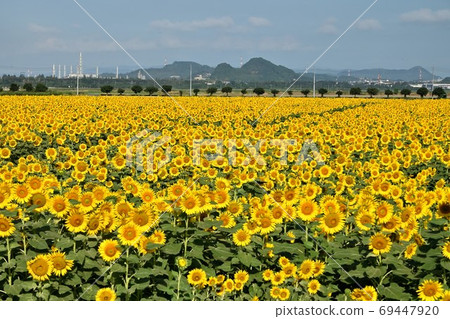 岡山縣Ka岡市Ka岡灣農場的向日葵 69447920