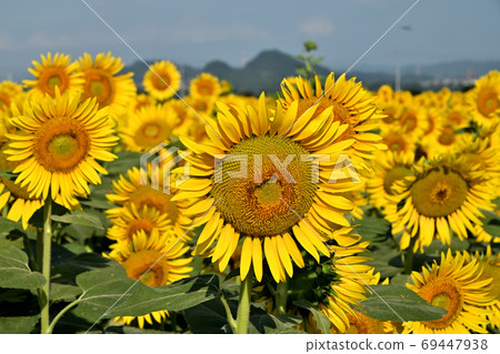 Sunflowers at Kasaoka Bay Farm, Kasaoka City, Okayama Prefecture (close-up) 69447938