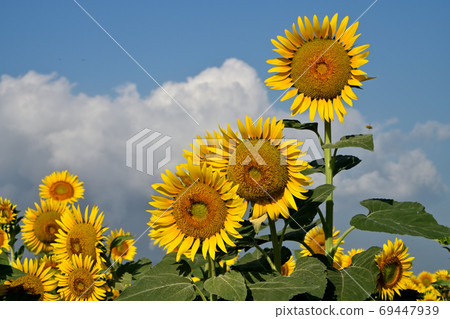 Sunflowers at Kasaoka Bay Farm, Kasaoka City, Okayama Prefecture (close-up) Sunflowers at Kasaoka Bay Farm, Kasaoka City, Okayama Prefecture (close-up) 69447939