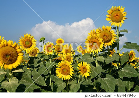 Sunflowers at Kasaoka Bay Farm, Kasaoka City, Okayama Prefecture (close-up) 69447940