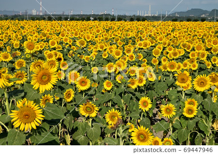 Sunflowers at Kasaoka Bay Farm, Kasaoka City, Okayama Prefecture Sunflowers at Kasaoka Bay Farm, Kasaoka City, Okayama Prefecture 69447946