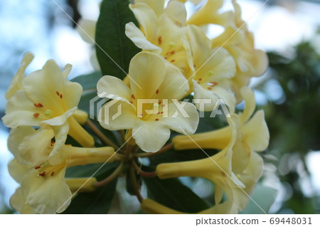 Tropical plants Malaysian rhododendron Tropical plants Malaysian rhododendron 69448031