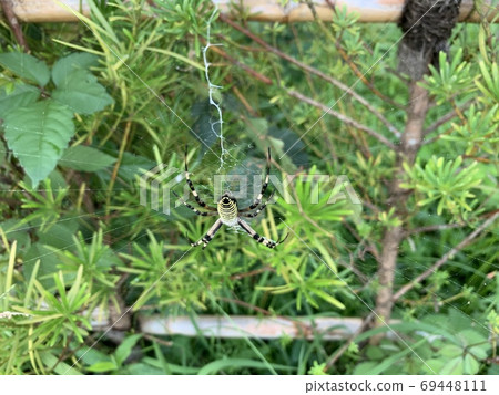 Yellow and black striped spiders and spider webs / The spider Yellow and black striped spiders and spider webs / The spider 69448111
