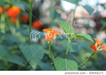 Tropical plant Lantana Kamala Tropical plant Lantana Kamala 69448271