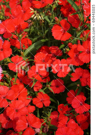 Spring Flower Field 69448885