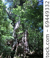 Yakusugi 69449332