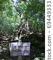 Yakushima Daio cedar and signboard 69449333