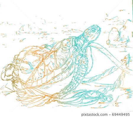 線描插圖的海龜,多彩的色調 線描插圖的海龜,多彩的色調 69449495