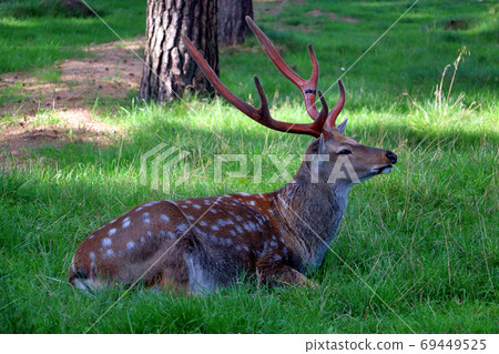 Deer on the grass 004 69449525