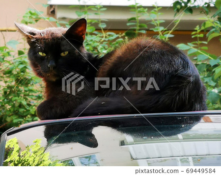Black homeless cat 001 69449584