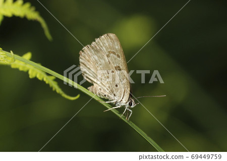 黑鰭金槍魚 69449759