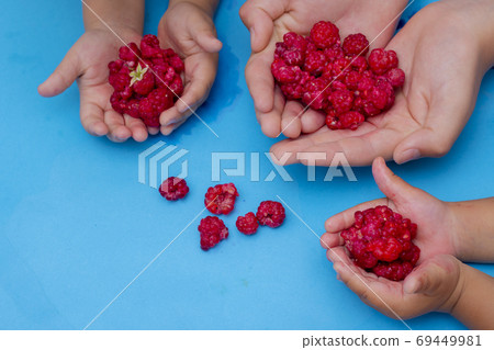 Children's hands holding raspberries on blue paper, zero waste organic and vegetarian food 69449981