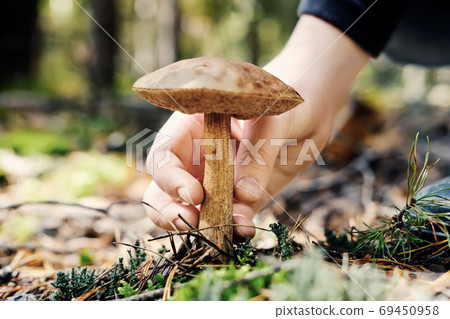 Hand of teenager picking boletus mushroom in sunny forest. Selective focus, close-up Hand of teenager picking boletus mushroom in sunny forest. Selective focus, close-up 69450958