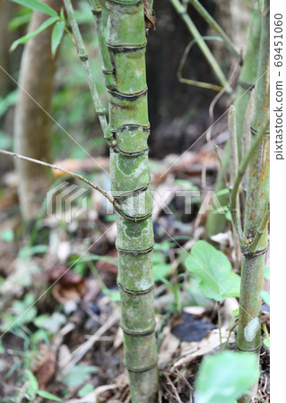 Bamboo called Hoteichiku 69451060