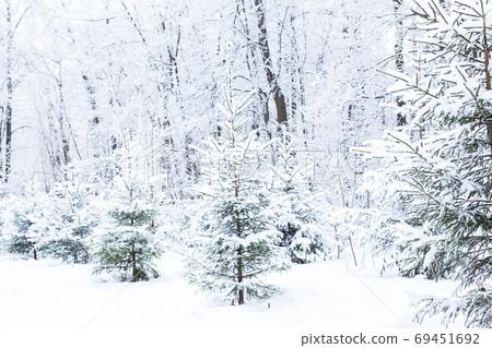 Season and nature concept - Winter park in snow Season and nature concept - Winter park in snow 69451692