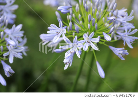 Agapanthus Agapanthus 69451709
