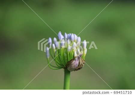 Agapanthus Agapanthus 69451710