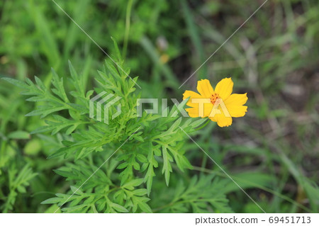 黃波斯菊 黃波斯菊 69451713