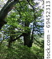 Overgrown trees in the mountains of Yakushima 69452313