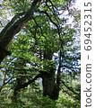 Overgrown trees in the mountains of Yakushima 69452315