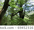 Overgrown trees in the mountains of Yakushima 69452316