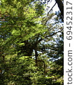Overgrown trees in the mountains of Yakushima 69452317