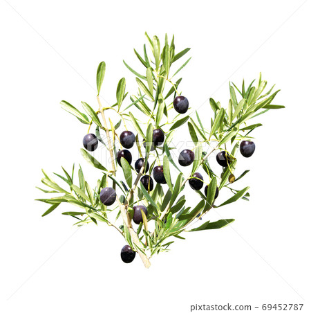 Branch of olive tree with ripe black olives 69452787