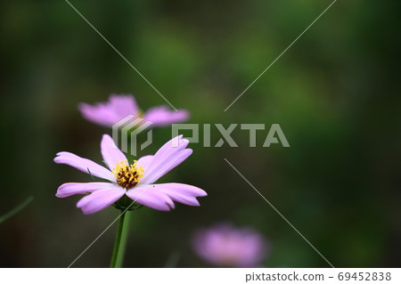 Cosmos Cosmos 69452838
