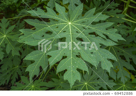 Papaya leaves Papaya leaves 69452886