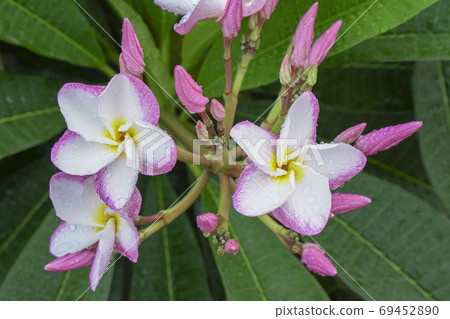 White plumeria with pink edge. 69452890