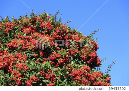 Pyracantha fruit Pyracantha fruit 69453502