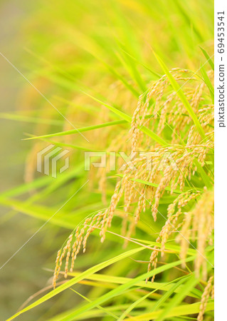 Image of rice ears, rice, good harvest, countryside [September] 69453541