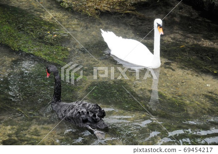 天鵝在科恩沃爾德,英格蘭科恩沃爾德,科恩河上 天鵝在科恩沃爾德,英格蘭科恩沃爾德,科恩河上 69454217