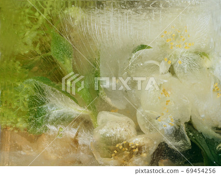Frozen flower of jessamine and hydrangea Frozen flower of jessamine and hydrangea 69454256