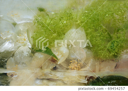 Frozen flower of jessamine and hydrangea Frozen flower of jessamine and hydrangea 69454257