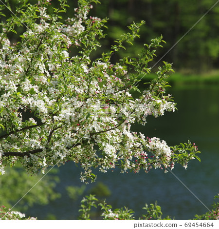 Fresh greenery at Mishaka Pond Fresh greenery at Mishaka Pond 69454664