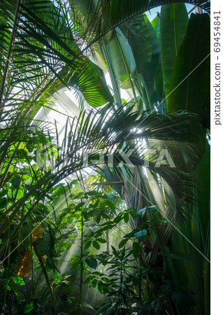 Jungle rainforest background Jungle rainforest background 69454841